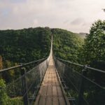 brown wooden bridge over green trees