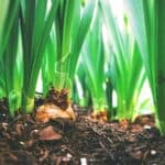 close up photo of plants