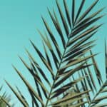 green leaves
