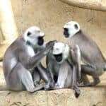ape monkey monkey family affchen