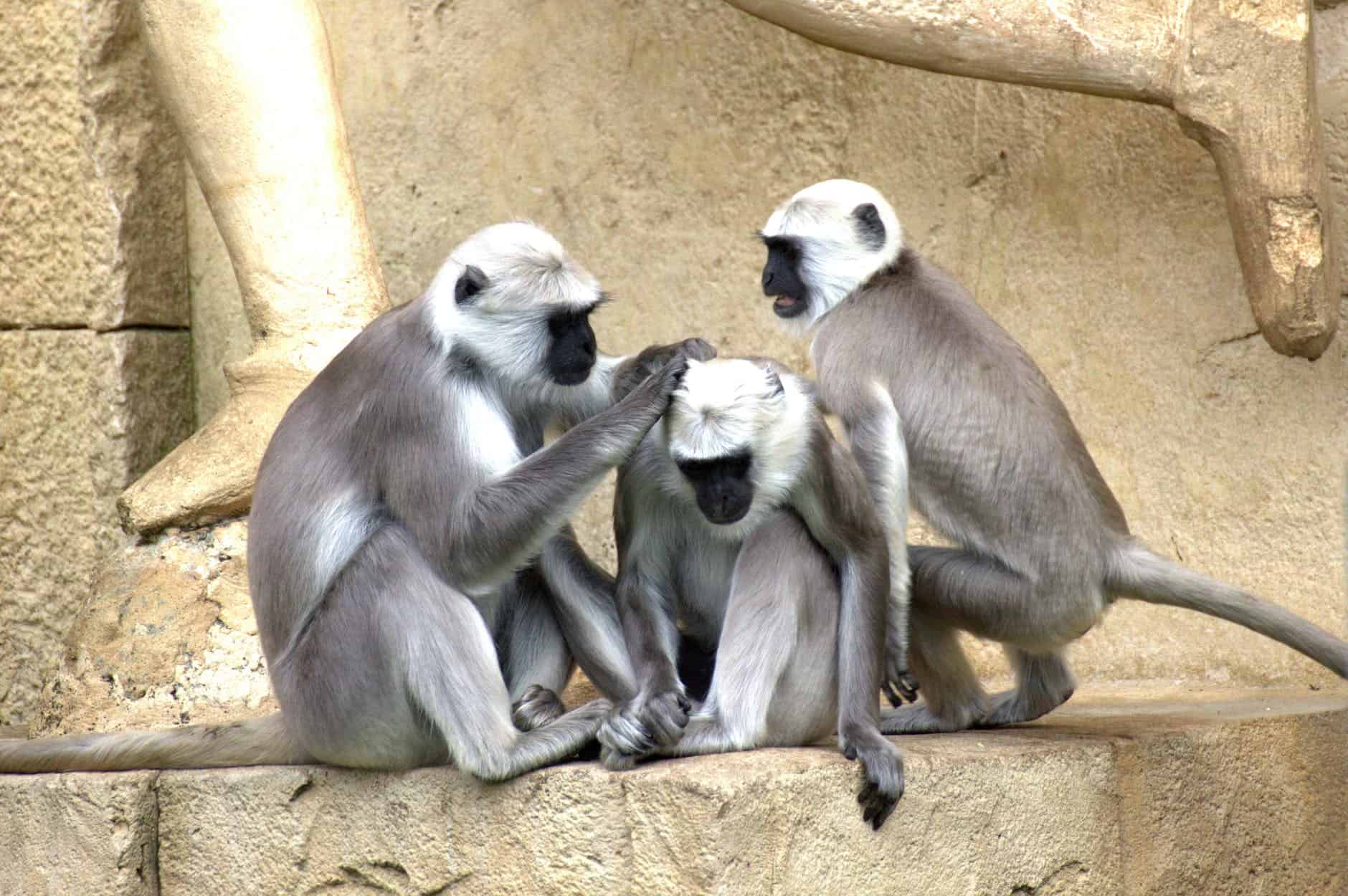 ape monkey monkey family affchen