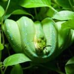 close up photo of green snake on leaves