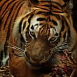 angry animal animal photography big