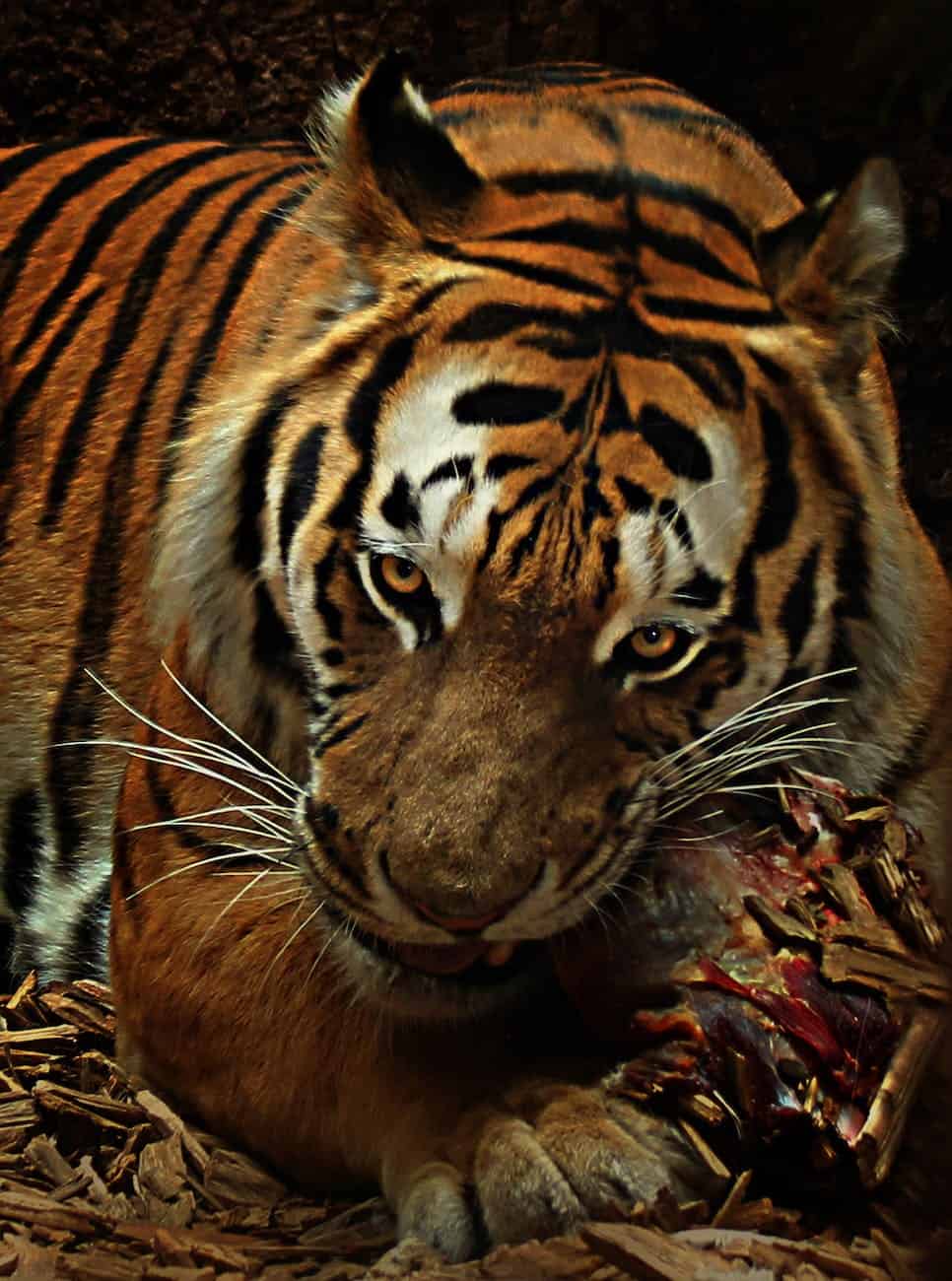 angry animal animal photography big