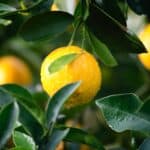 shallow focus photography of yellow lime with green leaves